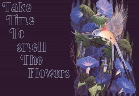 Take Time - purple, wings, flowers, time, bird