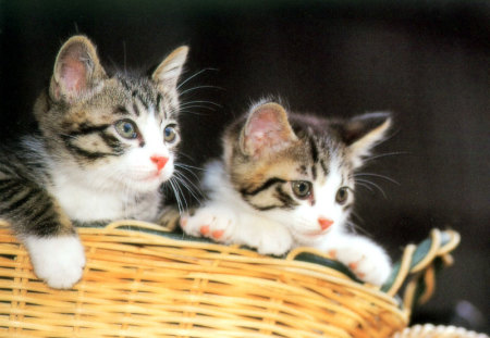 Kittens in a basket - basket, animal, kitten, feline, sweet, cat