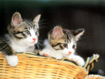 Kittens in a basket