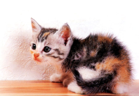 Sweet kitten - animal, kitten, cat, sweet, feline