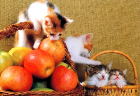 Cats and apples - cat, feline, animal, sweet, basket, apple, kitten, fruit