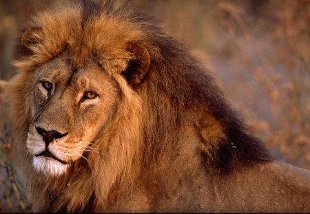 African lion closeup - wildlife, animal, beast, lion