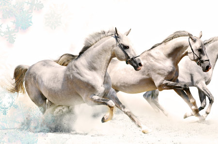 White horses - run, animal, horse, wild