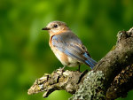 Bird in the forest