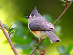 Bird in the forest