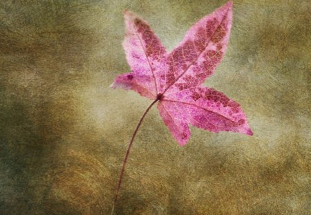 Autumn Leaf - leaf, leaves, purple