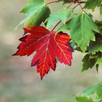 Red Maple Tree