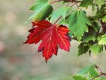 Red Maple Tree