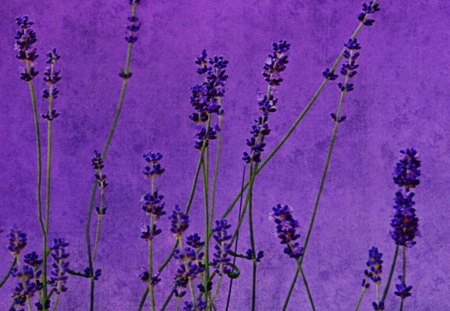 Purple - abstract, flowers, purple, texture