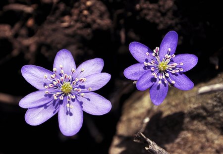 Two Flowers - nature, purple, flowers, two