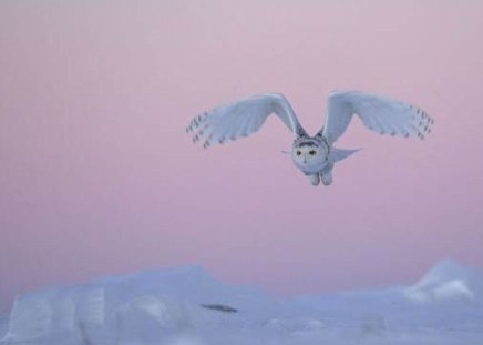 Snow Owl - owl, flight, snow, snow owl, pink