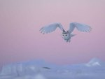 Snow Owl