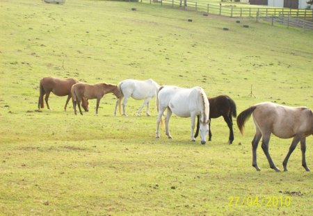 Horses - farm, horse, wild, animal