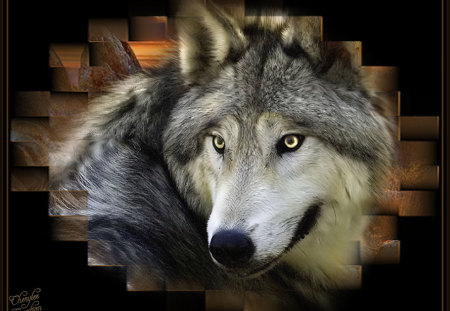 Ever Watchful - wolf, wolves, endangered, watchful