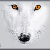 Eyes Of A Wolf