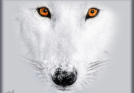 Eyes Of A Wolf - wolf, wolves, white, endangered, eyes, white wolf