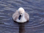 Baby Signet Swan