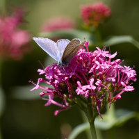 Holly Blue Butterfly