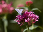 Holly Blue Butterfly