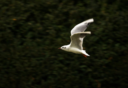 Bird - mazare alexandru, animals, beautiful, photography, birds