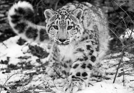 Snow Leopard - snow leopard, leopard, cats, snow, beautiful, animals, black and white