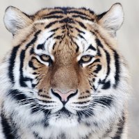 Siberian Tiger