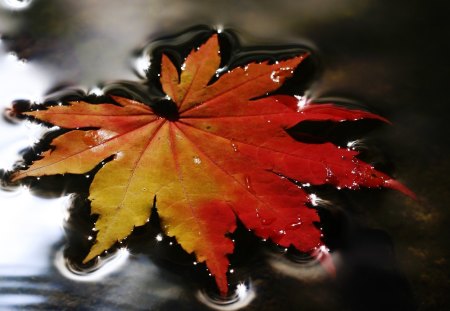 First Sign of Fall - autumn, lake, leaf, fall, floating, river, seasons, orange, firefox persona