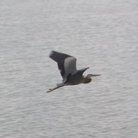 Grey Heron In Flight