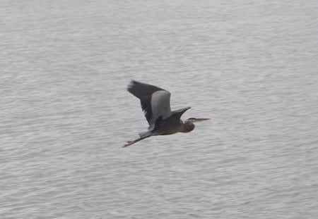 Grey Heron In Flight - bird, flying, grey heron, nature