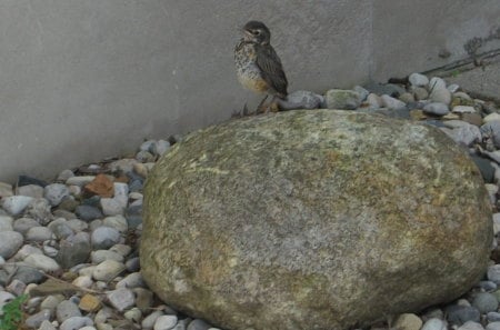 Striking a Pose - bird, robin, posing, rock, young