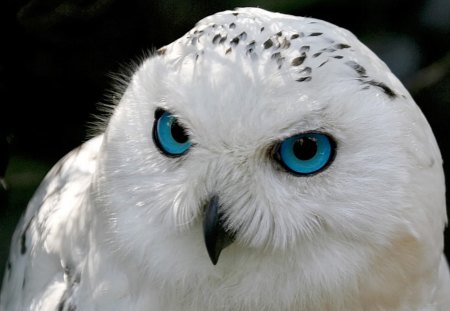 I'm Mad - white, owl, snow, eyes