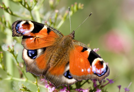 Peacock Butterfly - blue, pink, orange, black, white, peacock, purple, fuzzy, land, butterfly