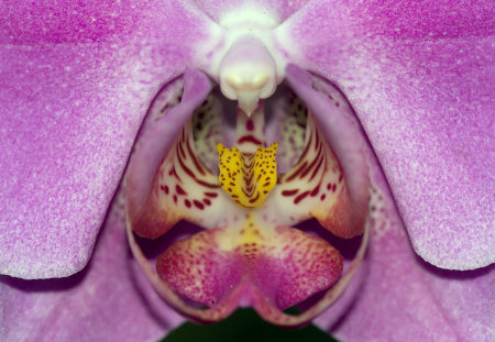 Center of Paradise - white, center, nature, yellow, purple, orchid, paradise, flower