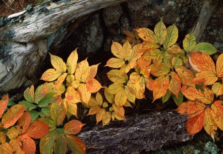 zsolt leaves growing on wood - yellow, photography, beauty, colors, leaves, fall, colrful, nature, autumn