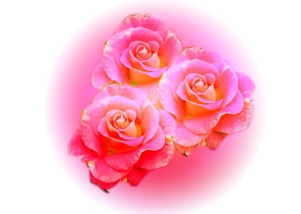 3 Roses - white, roses, pink, light, flower