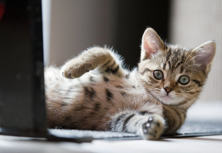 Hi There! - tabby, adorable, cat, kitty, blue eyes, cute, kitten