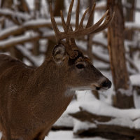 White Tailed Buck