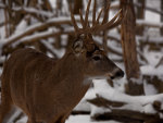 White Tailed Buck