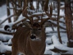 Buck in Snow