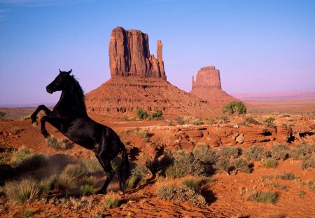 Horse - animal, desert, horse, run