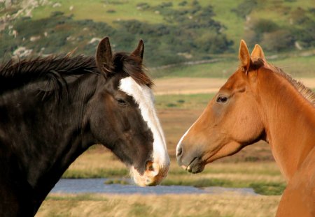 Horses love - animal, desert, horse, run