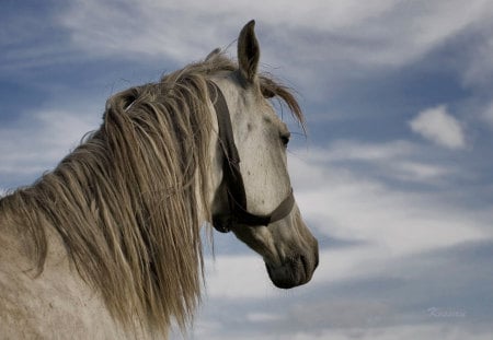 Horse - animal, desert, horse, run