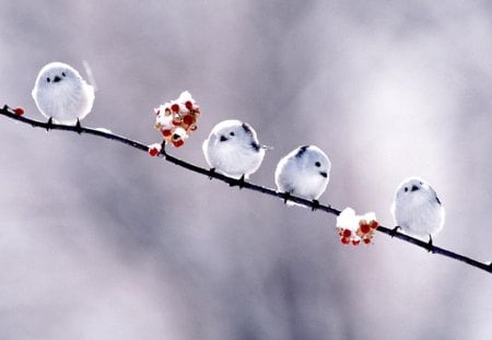 Cute Babies - birds, nature, animals, other