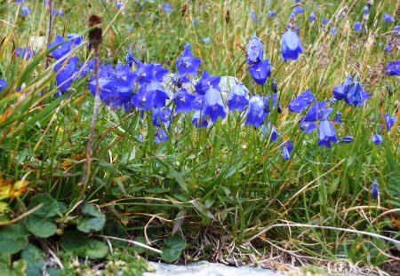 Mountain flowers - miniature, flowers, wonderful, blue