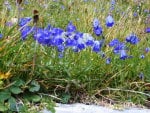 Mountain flowers