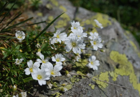 Mountain flowers - flowers, small, wonderful, rocks