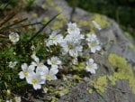 Mountain flowers