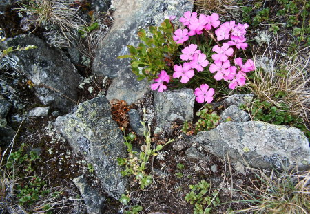 Mountain flowers - colorful, flower, rare, mountain