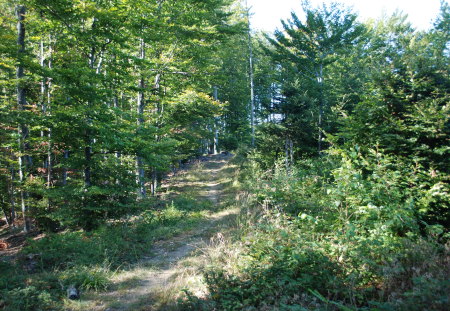 A forest path - summer, forest, trees, green