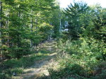 A forest path